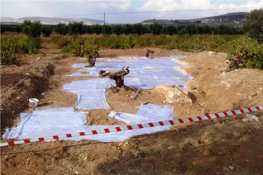 Tarlasını sürerken 1400 yıllık mozaik buldu