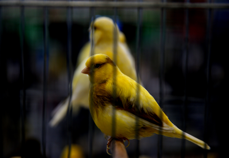 5 bin 706 kuş birincilik için yarıştı