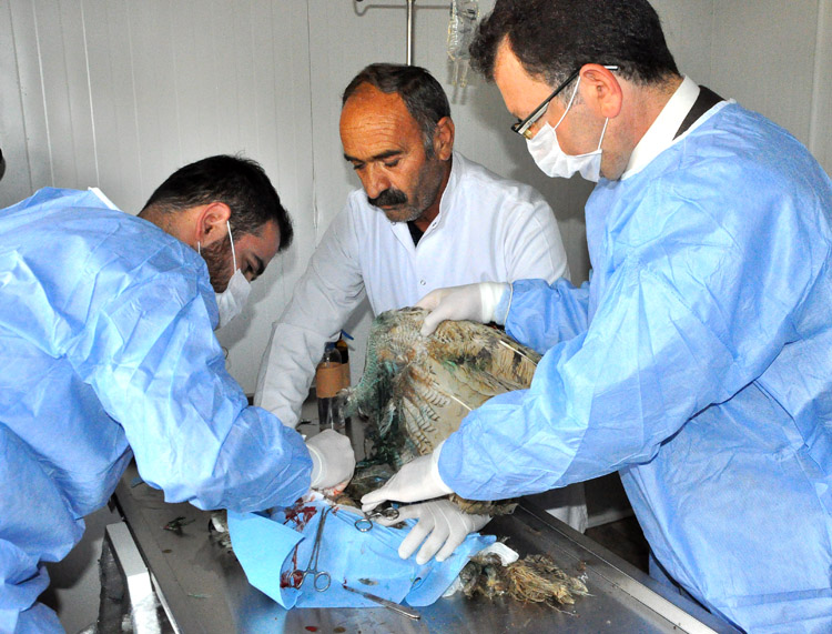 Yaralı baykuşa cerrahi müdahale