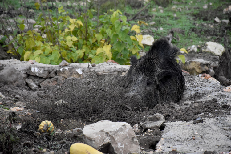 Yaralı halde bulundu !