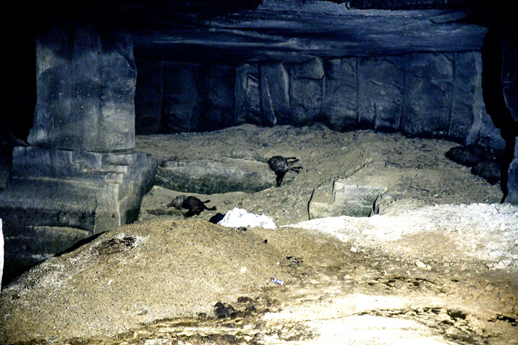 Onlarca koyun yangında telef oldu!