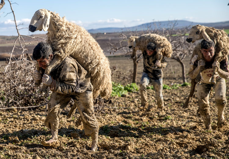 Çobanların bataklıkla imtihanı