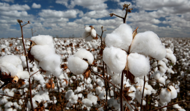 Pamuk 2,50 liradan işlem görüyor