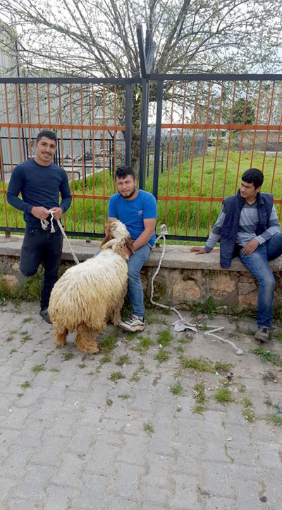 Bulduğu koyunun sahibini arıyor