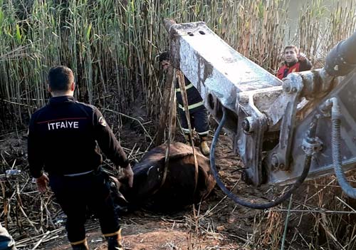 Bataklığa saplanmıştı, son anda kurtarıldı