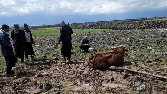 İnek için seferber oldular