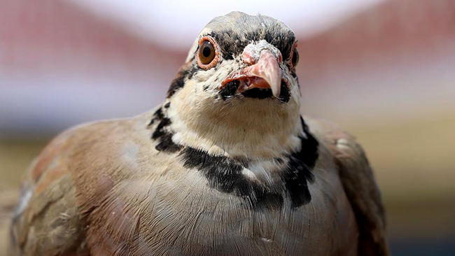 Kınalı keklik operasyonu