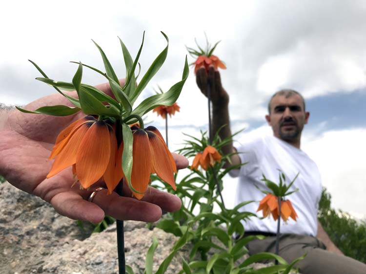 Ters Lalelerin görsel şöleni