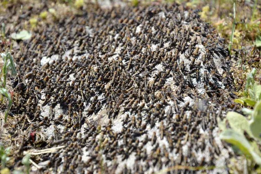 Şehirde çekirge istilası