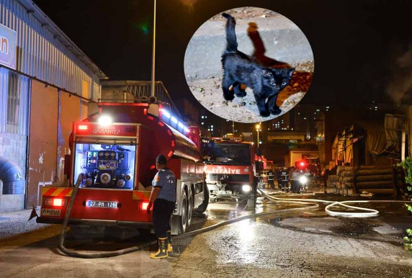 Fabrika yangını 2 saat sürdü, kedi kurtarıldı
