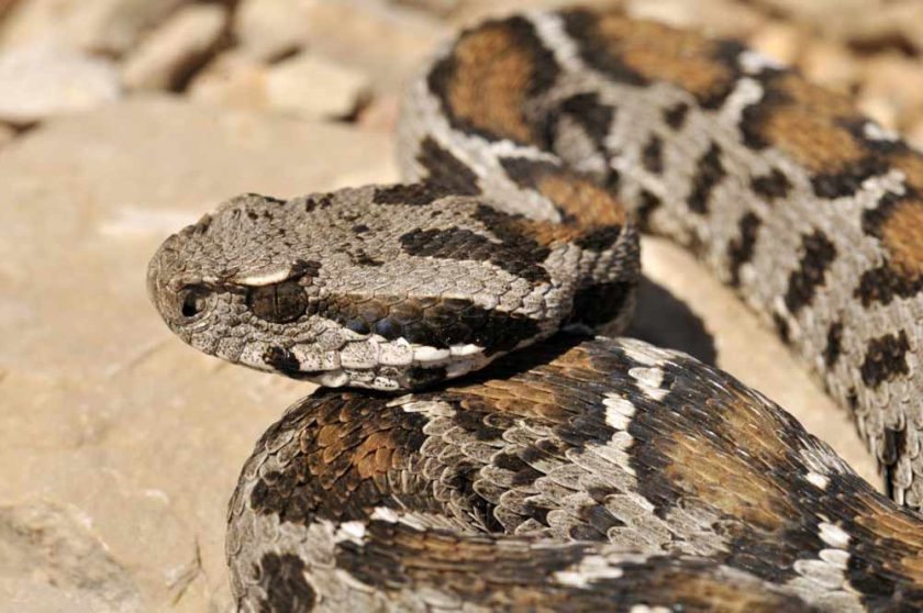 Nesli tükenmekteydi Türkiye’de görüldü
