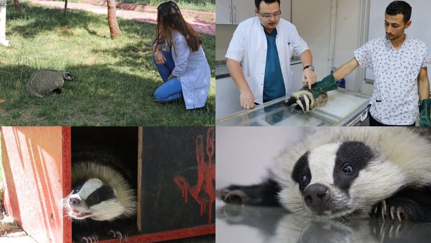 Kurtardılar ama bırakamıyorlar