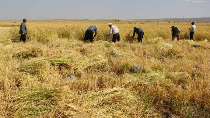 Karacadağ pirincinin hasadı başladı