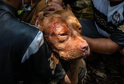 Köpek Dövüştürenlere İlk Kez Hapis!