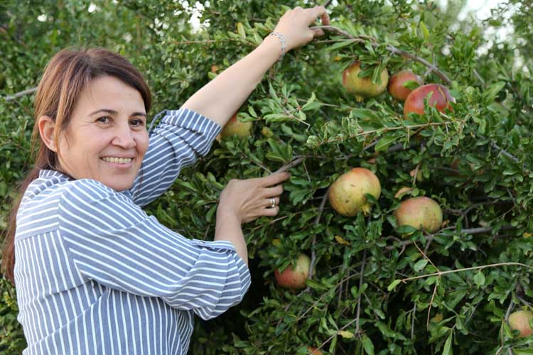 Suruç’ta Nar Festivali Heyecanı Başladı