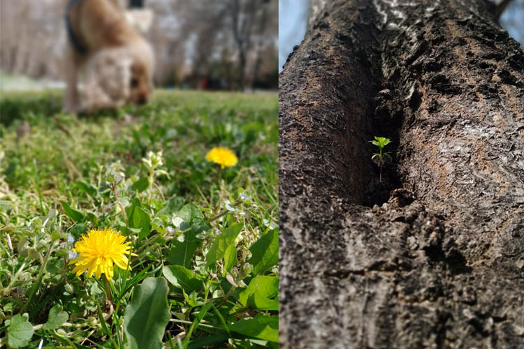Cemreler Düştü, Cemre Soğuğu Geliyor