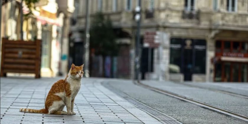 15 ilde Sokağa Çıkma Yasağı!