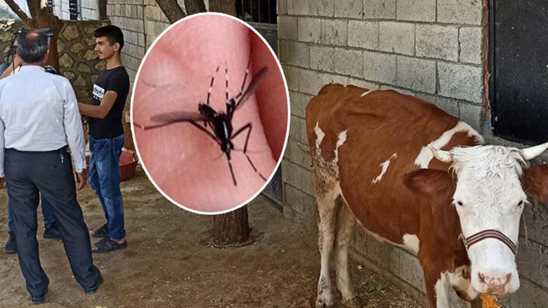 ‘Katil sivrisinekler’ Büyükbaş Hayvanları Neden Öldürüyor?