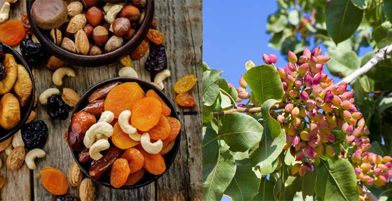 2020’nin şampiyonları Kuru Kayısı ve Antep Fıstığı