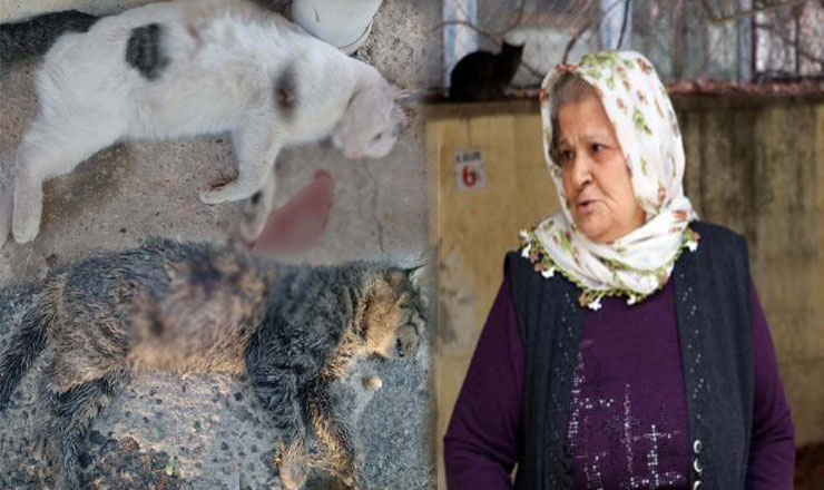 Gaziantep’te kedi cinayetleri