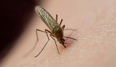 Sivrisinekler neden bazı insanları daha çok ısırıyor?
