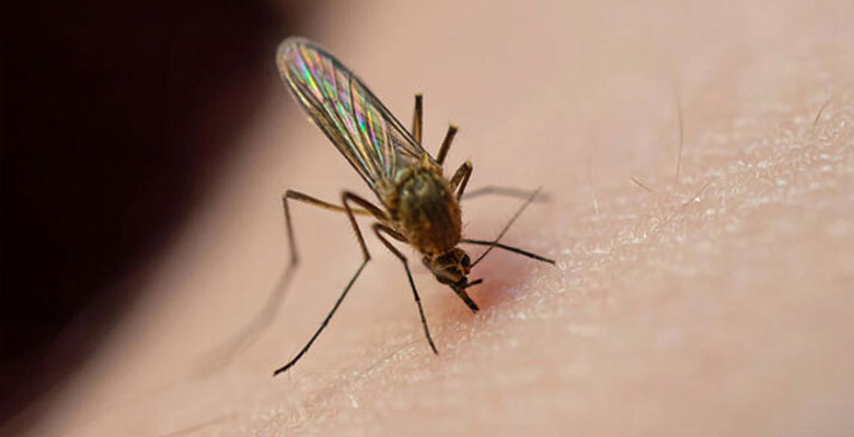 Sivrisinekler neden bazı insanları daha çok ısırıyor?