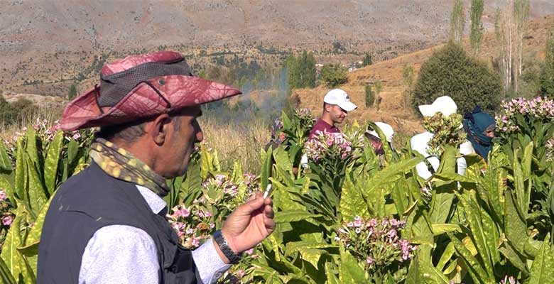 Tütün Hasadı Beklentiyi Karşılamadı: Çiftçi Zor Durumda