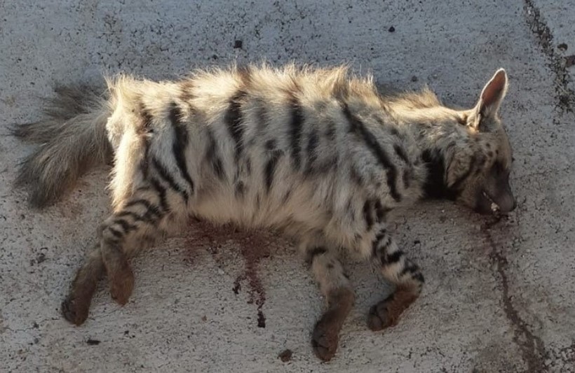 Nesli tükenen sırtlana araba çarptı